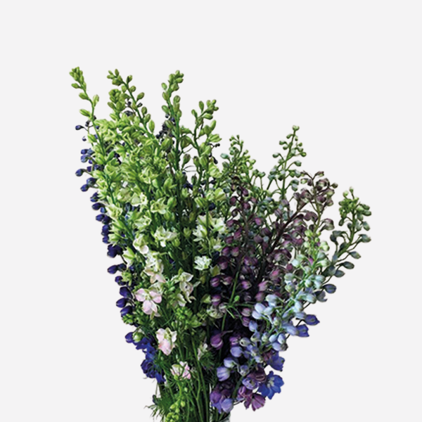delphinium