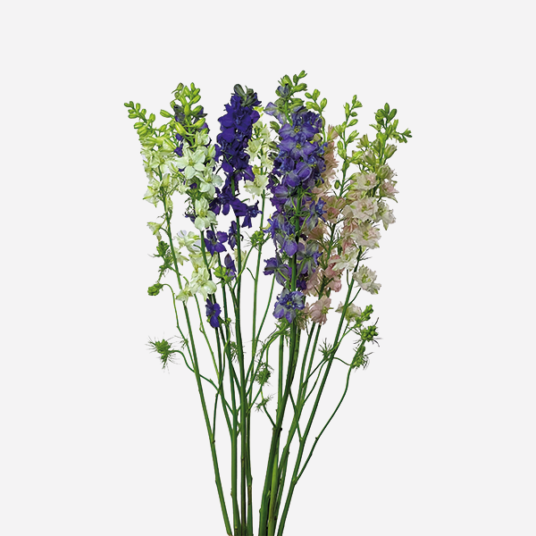larkspur